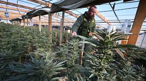 Marijuana to be officially reclassified as less dangerous drug