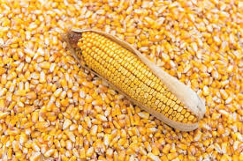 Maize Importation in Cameroon Skyrockets, Up 229% from Last Year