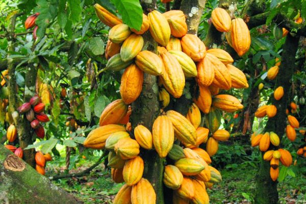 Cameroon’s Cocoa Sector: A Look at the 2023-2024 Season A tree of cocoa