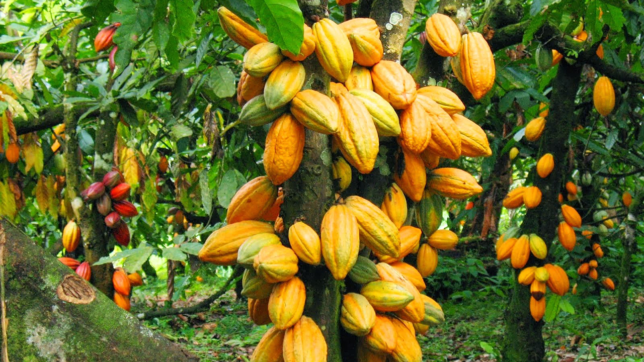A tree of cocoa