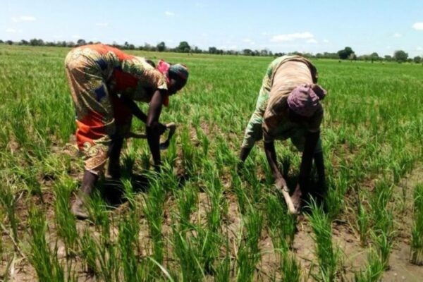 Farmers in their fields
