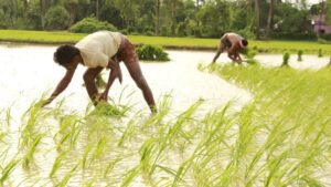 An irrigated rice plantation