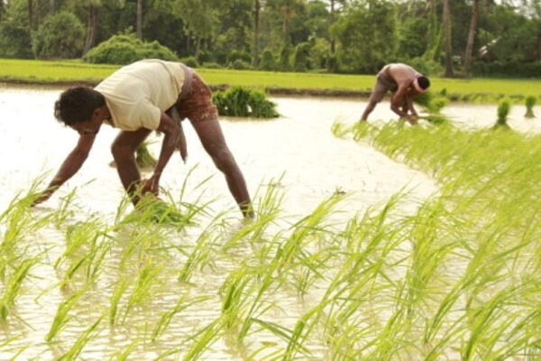 An irrigated rice plantation