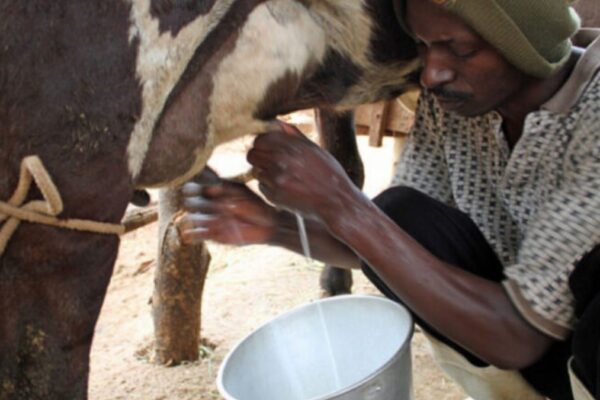 Cameroon misses its milk production target of 200,000 tonnes by 2023 A shepherd extracting cow's milk