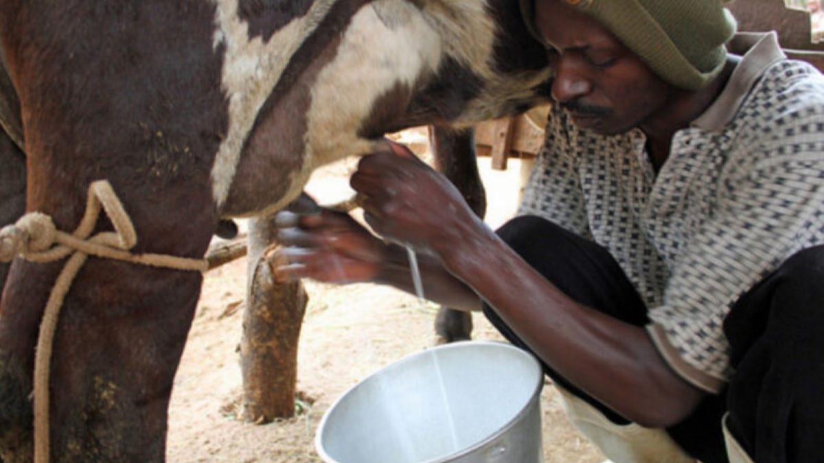 A shepherd extracting cow's milk