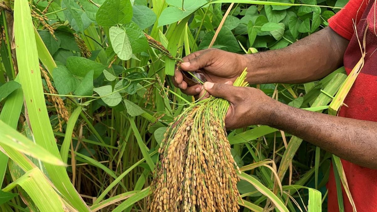 Rice not yet husked
