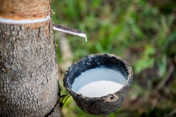 A rubber tree extraction