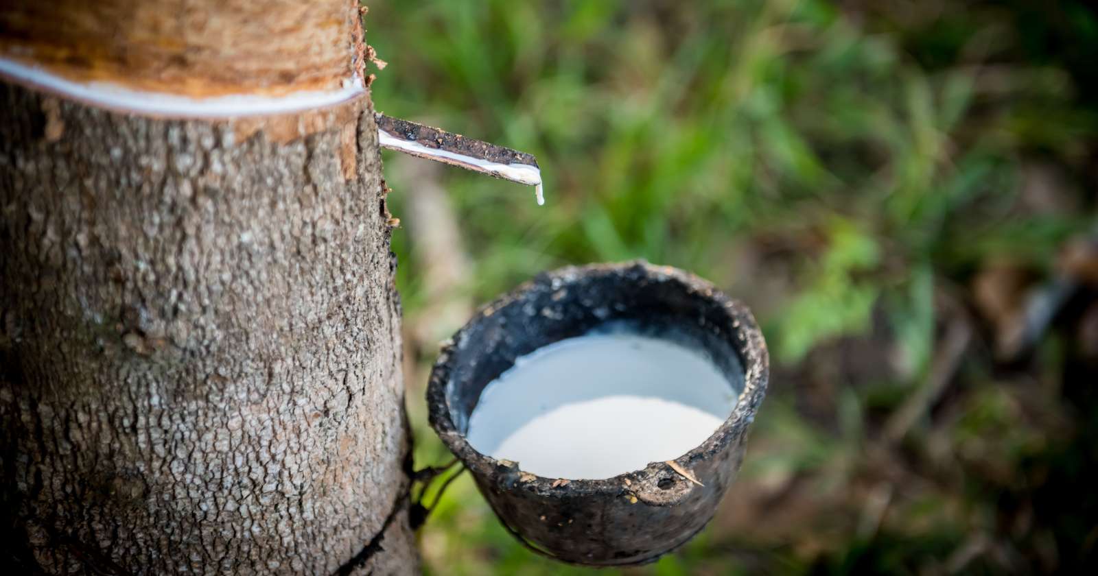 A rubber tree extraction
